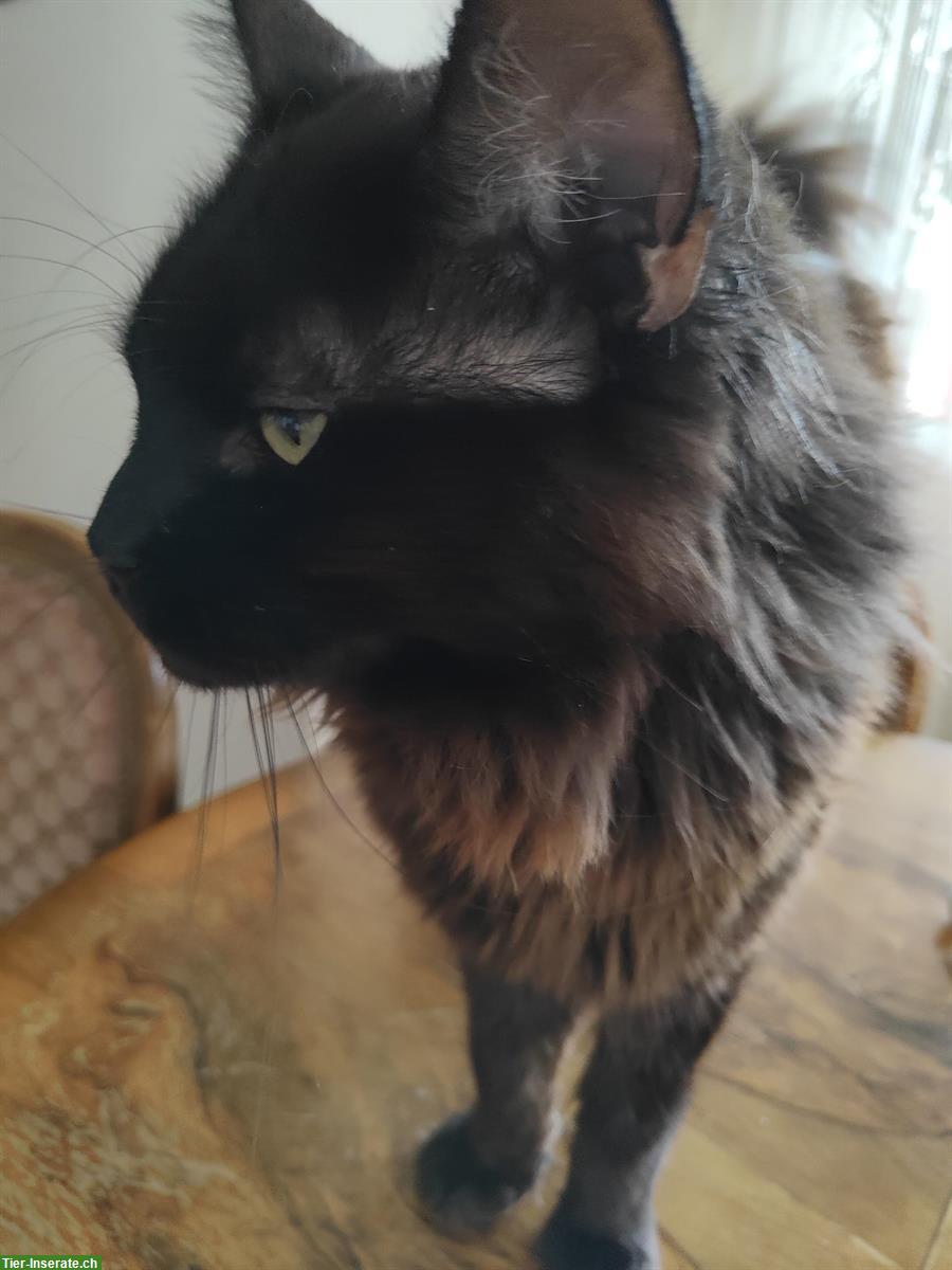 Bild 2: Typvoller Maine Coon Deckkater - black smoke, mit Stammbaum
