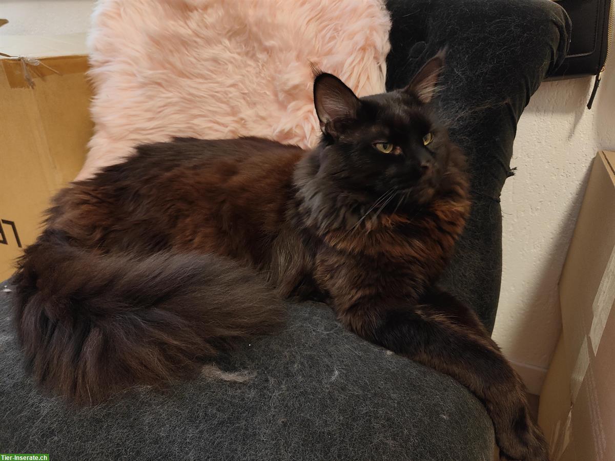 Bild 3: Typvoller Maine Coon Deckkater - black smoke, mit Stammbaum