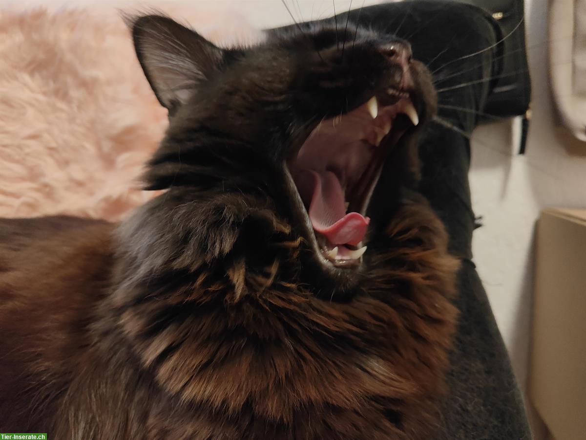 Bild 5: Typvoller Maine Coon Deckkater - black smoke, mit Stammbaum