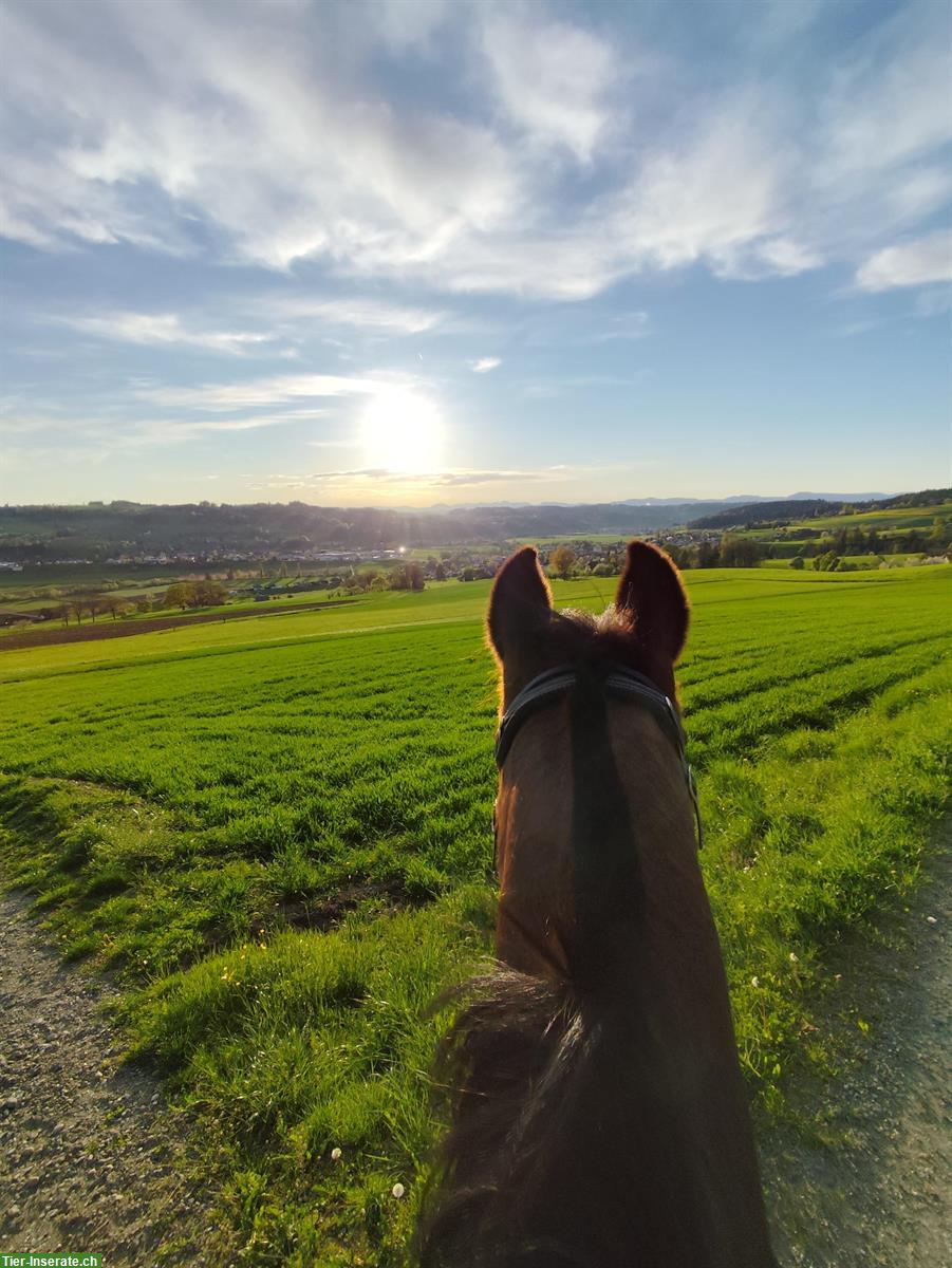 Reitbeteiligung in Reinach im Aargau