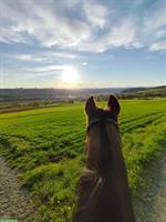 Reitbeteiligung in Reinach im Aargau