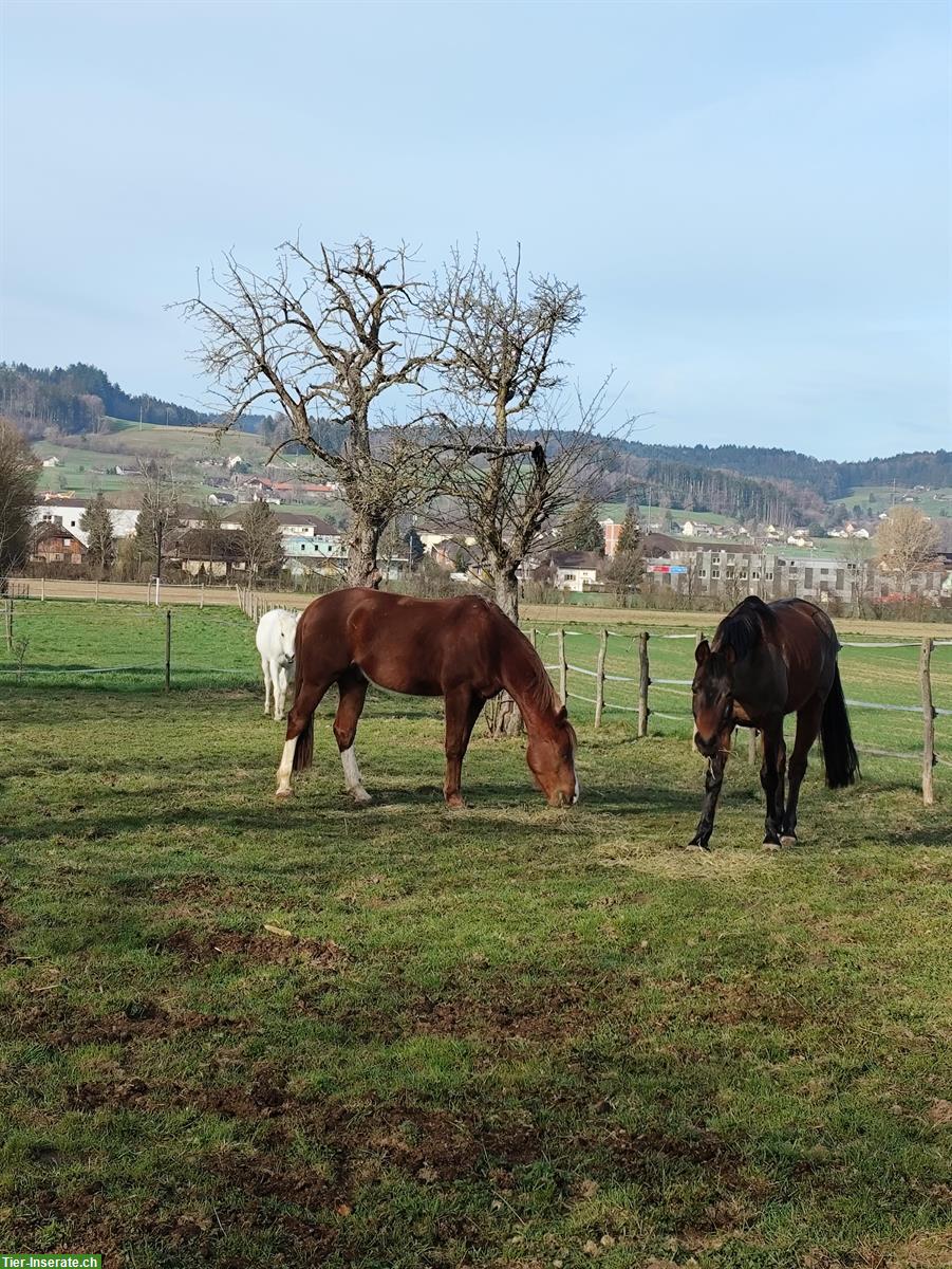 Bild 2: Reitbeteiligung in Reinach im Aargau