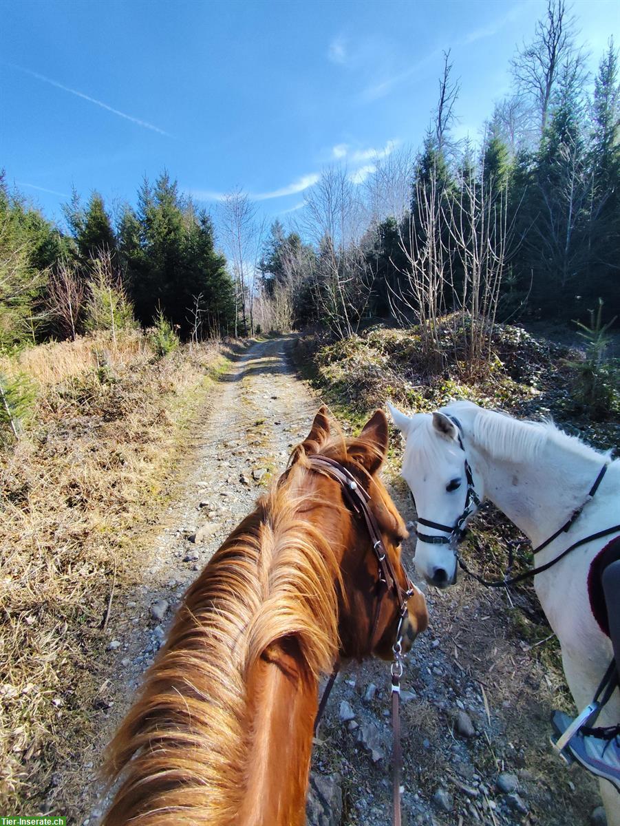 Bild 3: Reitbeteiligung in Reinach im Aargau