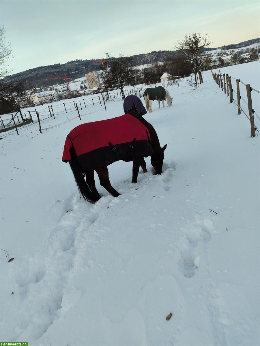Bild 4: Reitbeteiligung in Reinach im Aargau