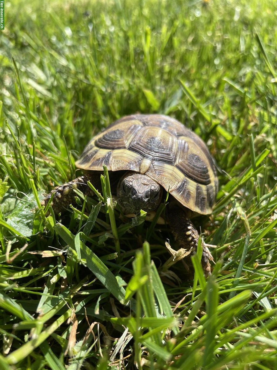 4 Griechische Landschildkröten, 4-jährig abzugeben