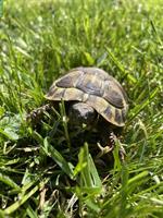 4 Griechische Landschildkröten, 4-jährig abzugeben