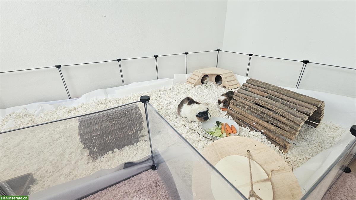Meerschweinchen suchen ihren Lebensplatz
