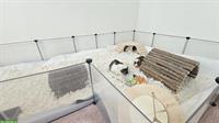 Meerschweinchen suchen ihren Lebensplatz