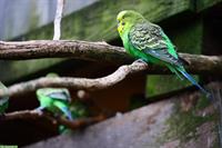 Private Ferienbetreuung für Ihren Vogel