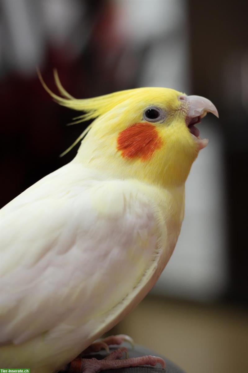 Bild 2: Private Ferienbetreuung für Ihren Vogel