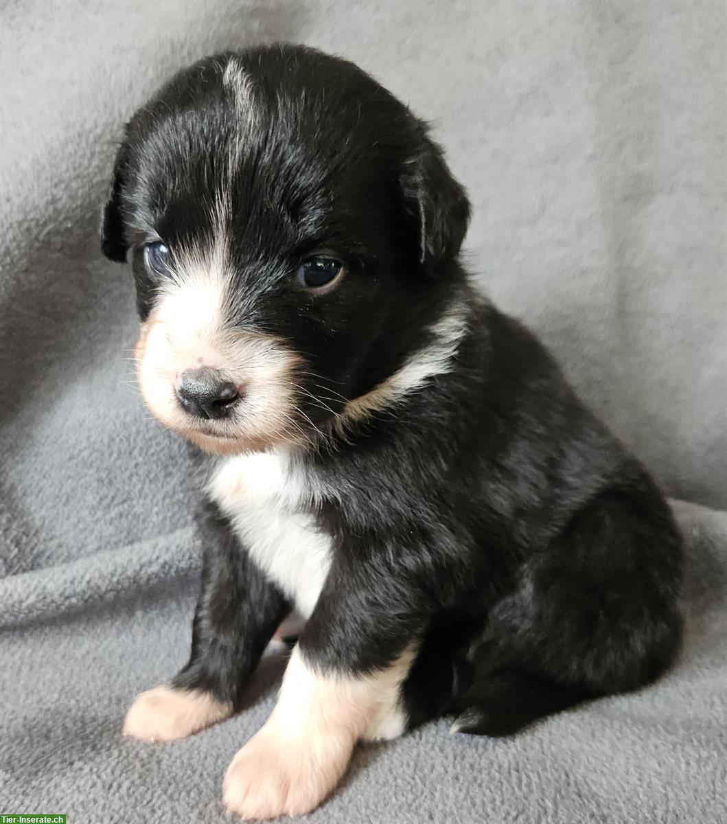 Miniature Australian Shepherd Welpen mit Papieren 4,5 Wochen alt