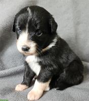 Miniature Australian Shepherd Welpen mit Papieren 4,5 Wochen alt