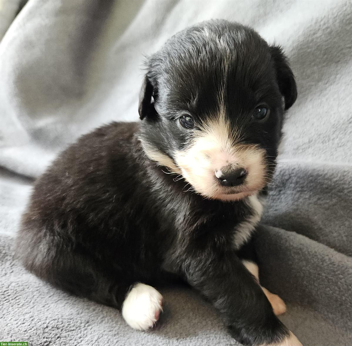 Bild 2: Miniature Australian Shepherd Welpen mit Papieren 4,5 Wochen alt