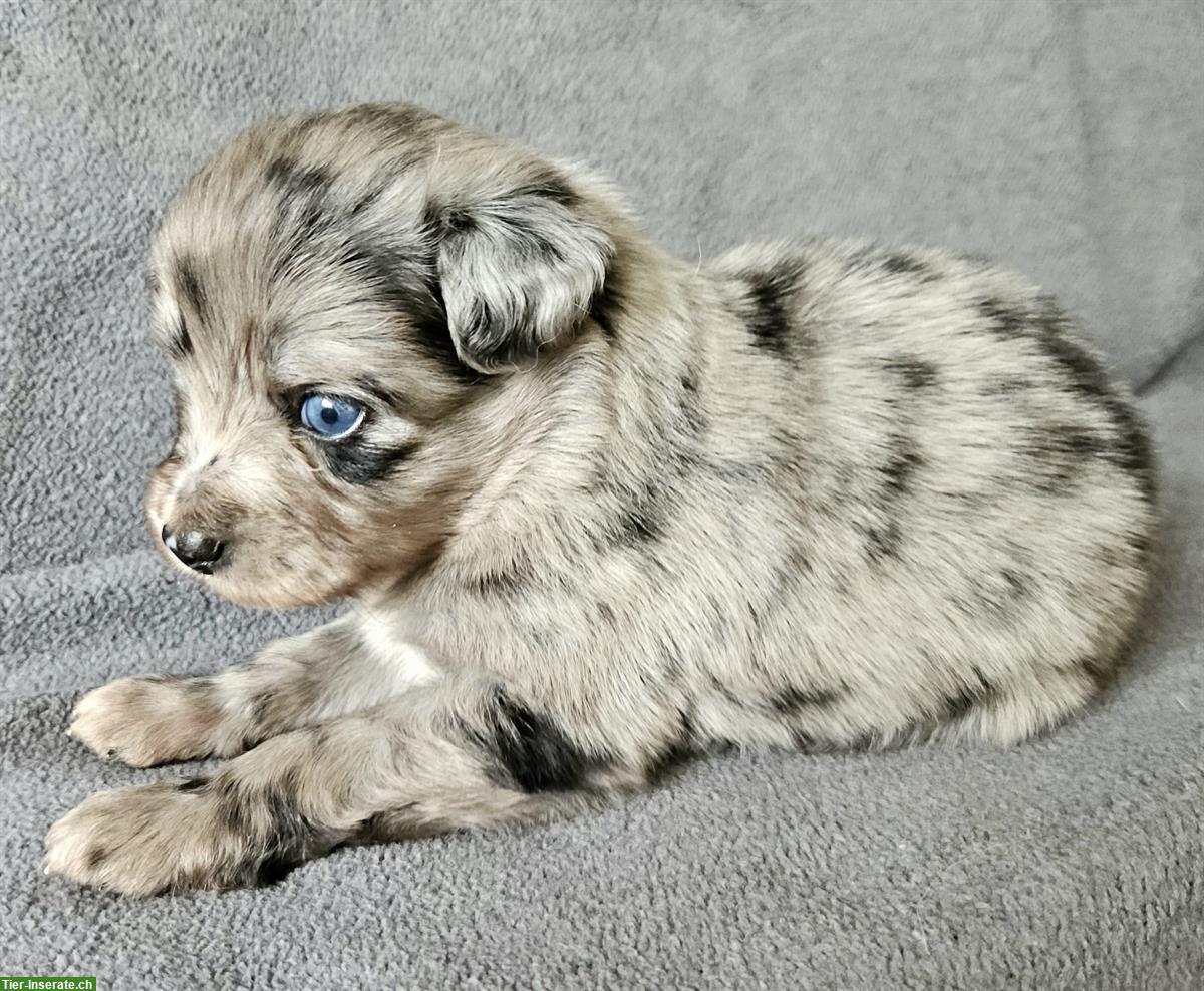 Bild 3: Miniature Australian Shepherd Welpen mit Papieren 4,5 Wochen alt