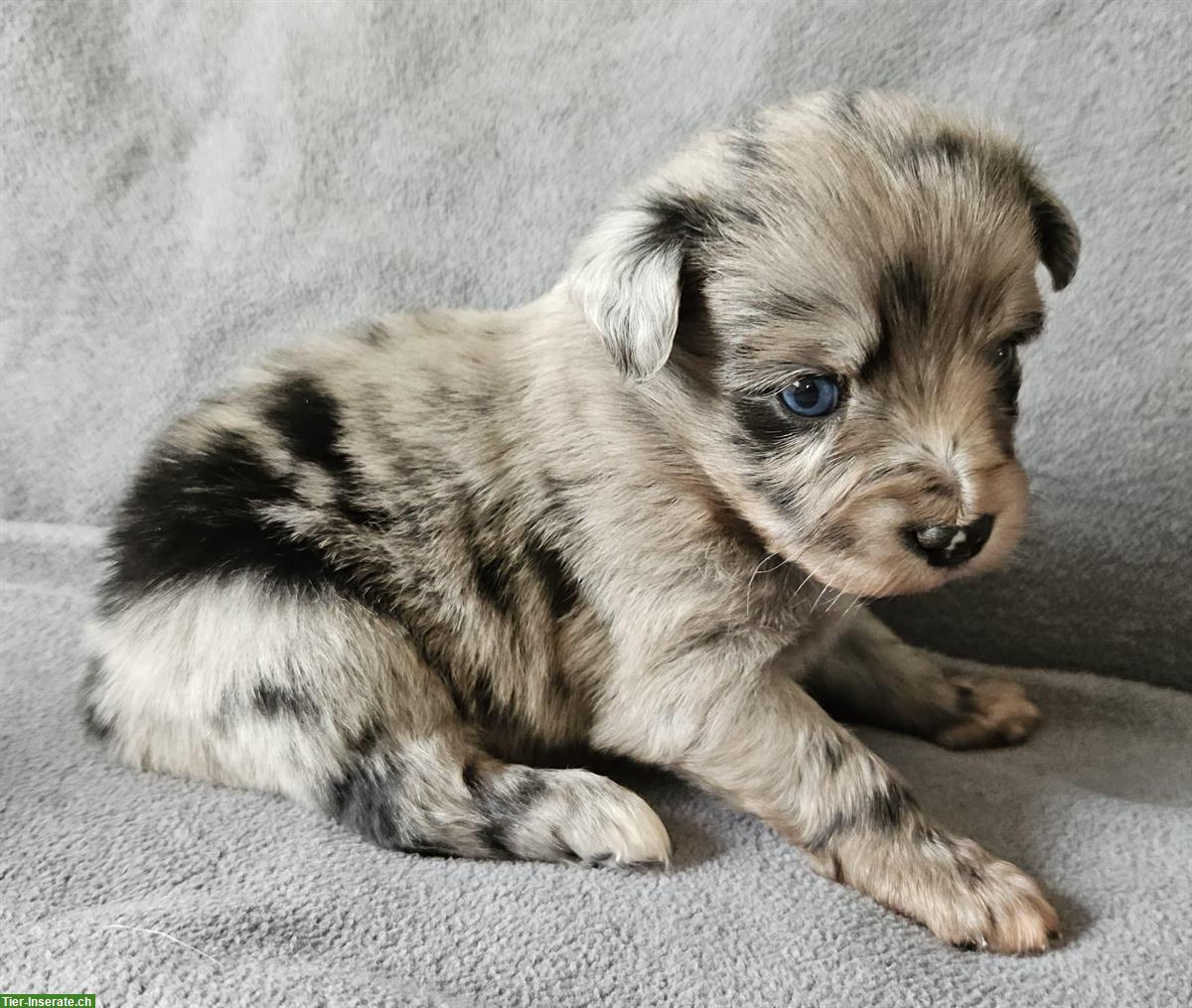 Bild 4: Miniature Australian Shepherd Welpen mit Papieren 4,5 Wochen alt