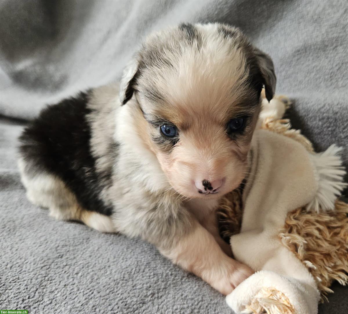 Bild 5: Miniature Australian Shepherd Welpen mit Papieren 4,5 Wochen alt