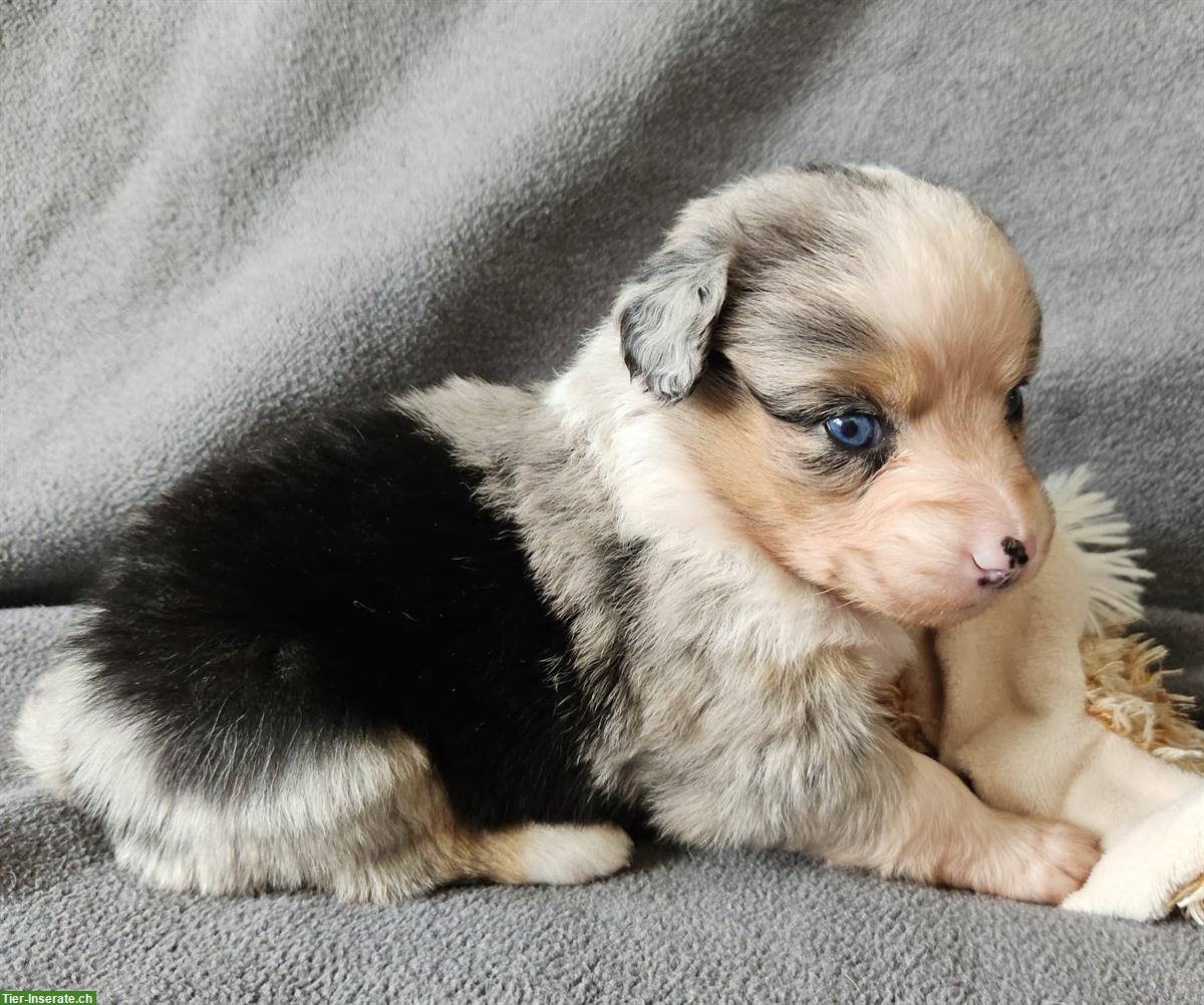 Bild 6: Miniature Australian Shepherd Welpen mit Papieren 4,5 Wochen alt