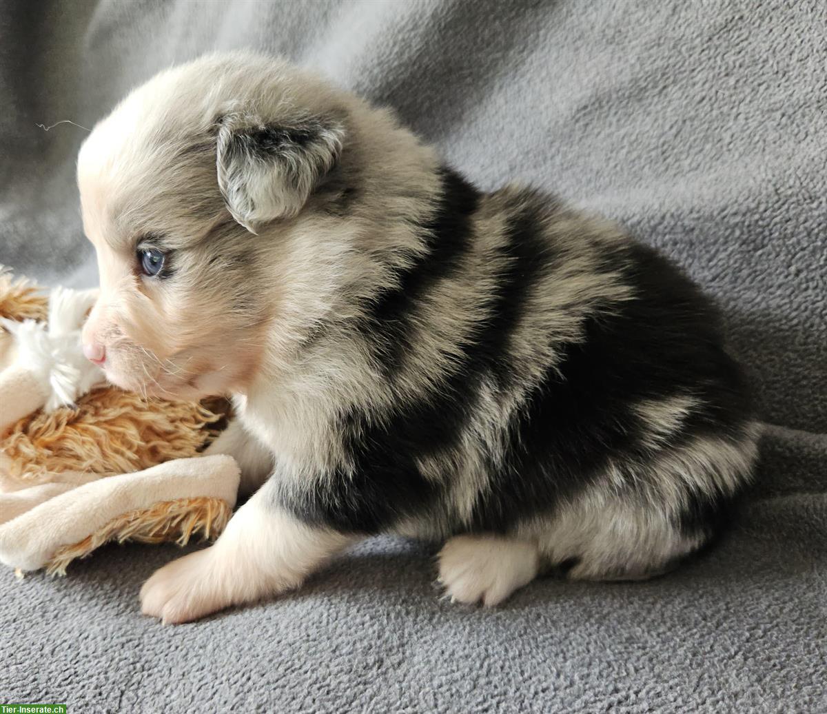 Bild 7: Miniature Australian Shepherd Welpen mit Papieren 4,5 Wochen alt