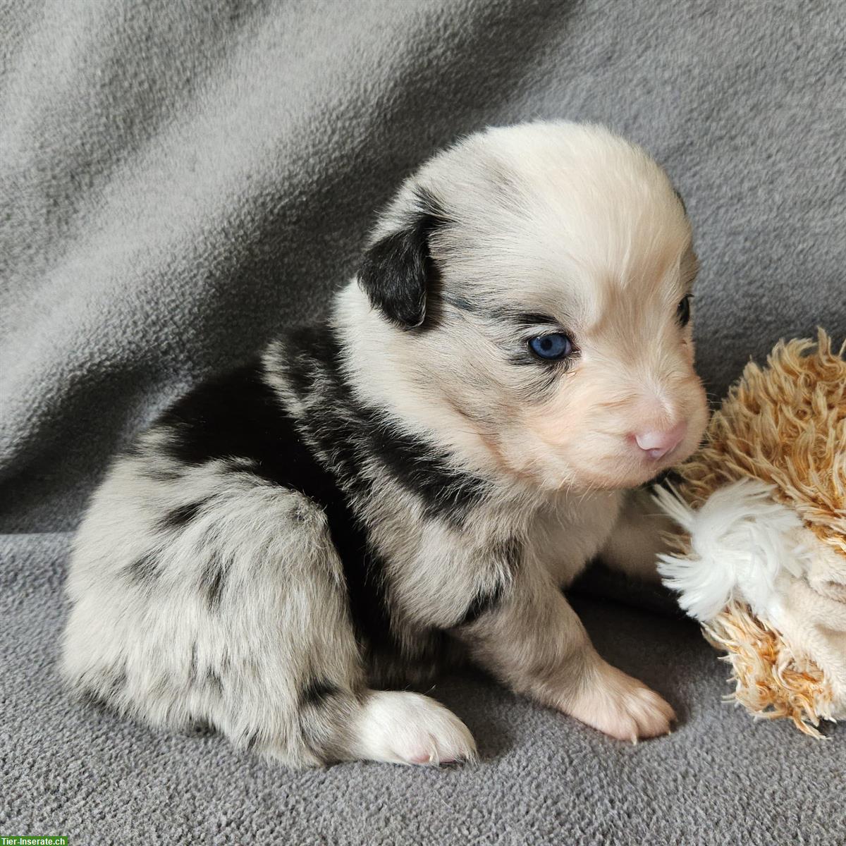 Bild 8: Miniature Australian Shepherd Welpen mit Papieren 4,5 Wochen alt