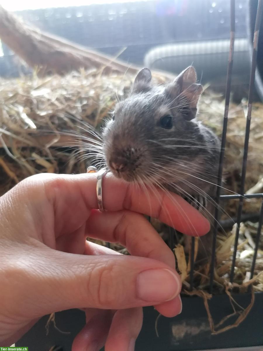 Degu Dame, 6-jährig sucht ein Gspänli