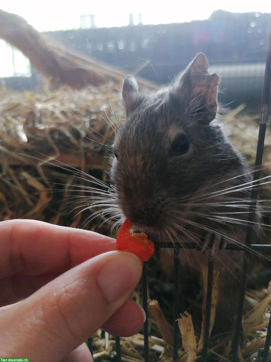Bild 2: Degu Dame, 6-jährig sucht ein Gspänli