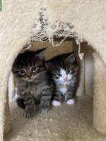 2 Maine Coon Mix Kater suchen tolles Zuhause