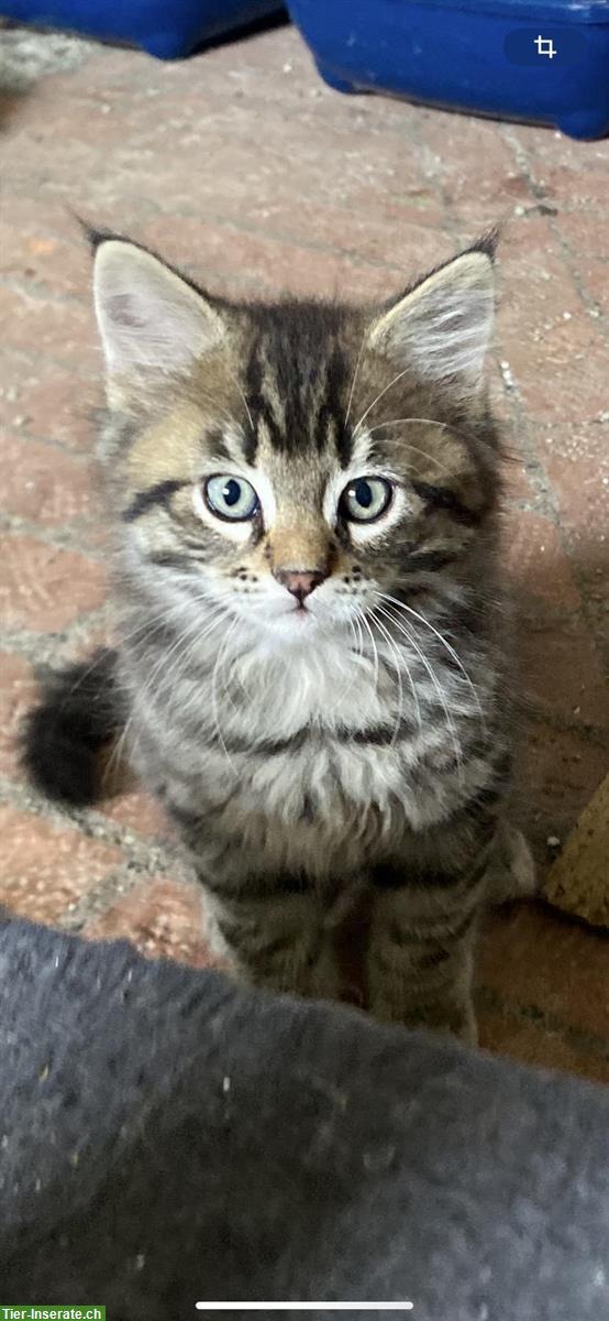 Bild 2: 2 Maine Coon Mix Kater suchen tolles Zuhause
