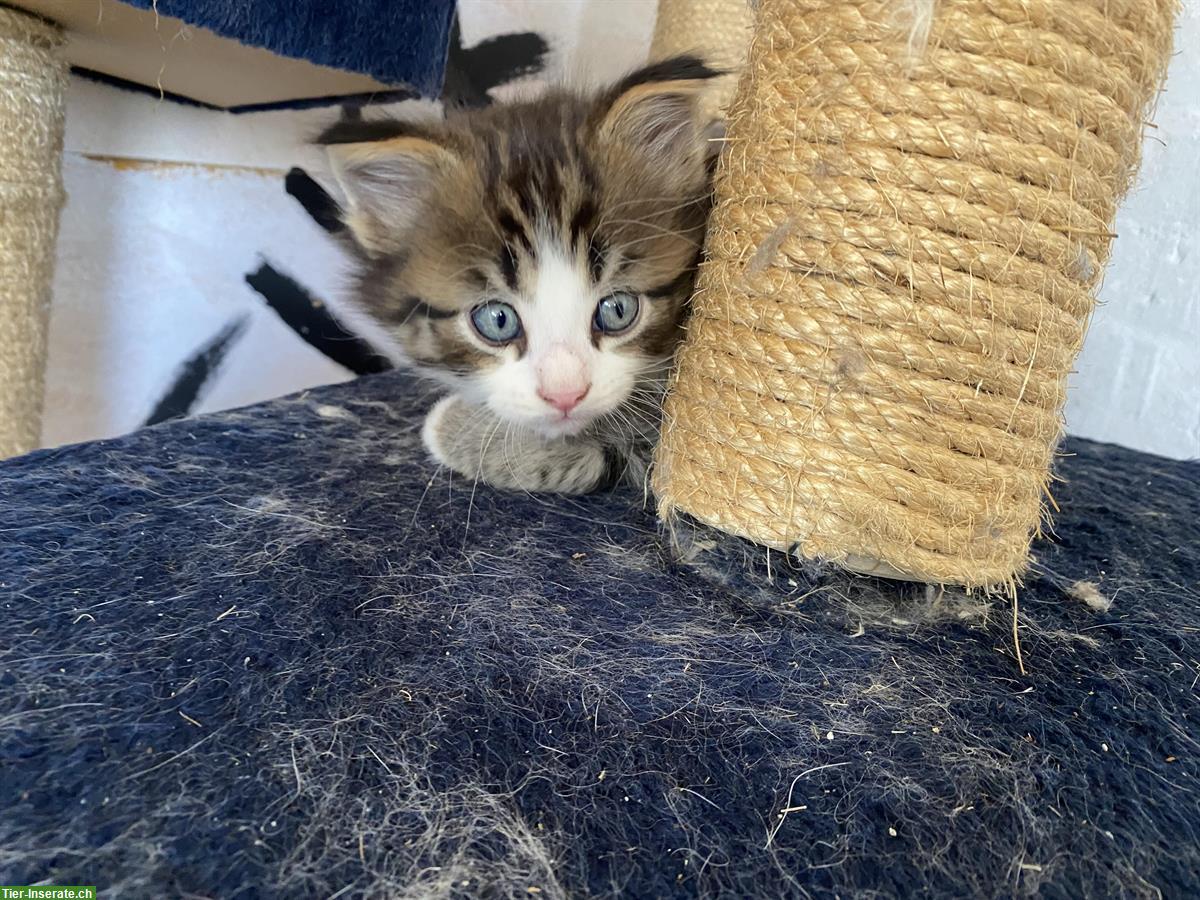 Bild 3: 2 Maine Coon Mix Kater suchen tolles Zuhause