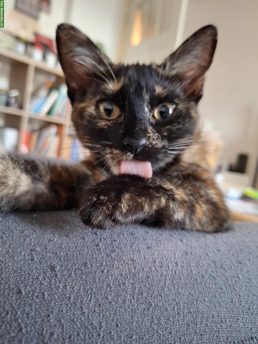 Schildpatt Kitten, weiblich suchen ein Zuhause