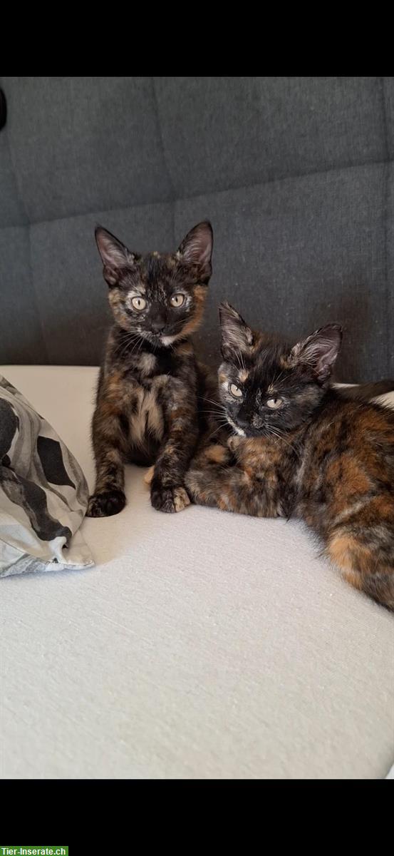 Bild 2: Schildpatt Kitten, weiblich suchen ein Zuhause
