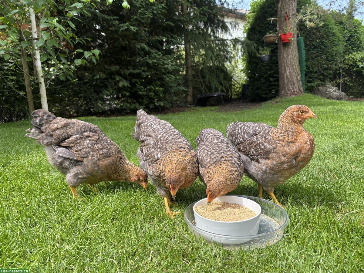 Bild 4: Grosse Bielefelder Hennen zu verkaufen