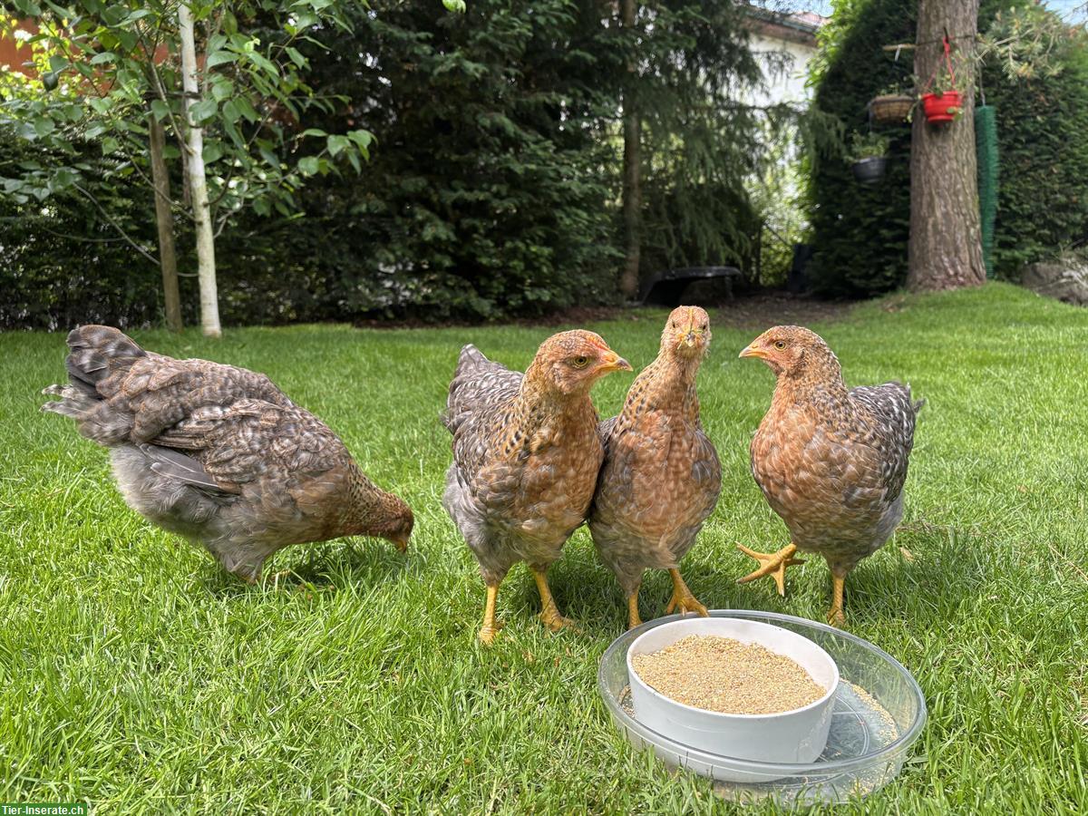 Bild 5: Grosse Bielefelder Hennen zu verkaufen