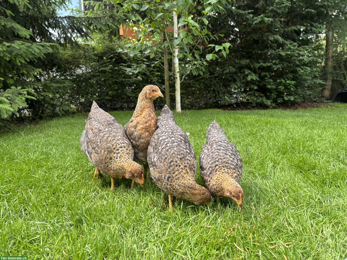 Bild 8: Grosse Bielefelder Hennen zu verkaufen