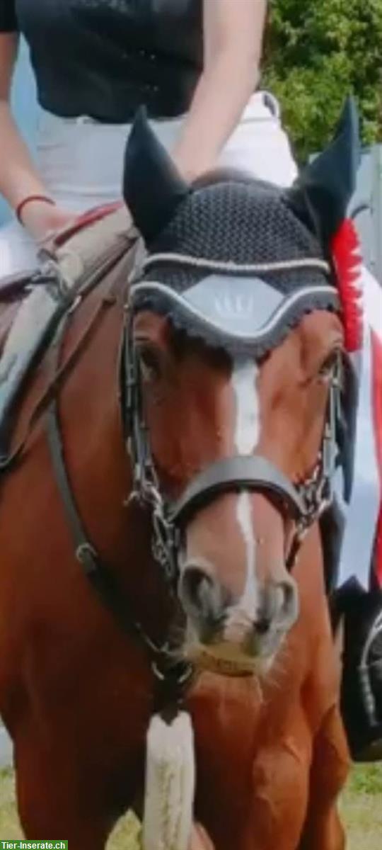 Talentiertes Pony mit Potenzial zu verkaufen