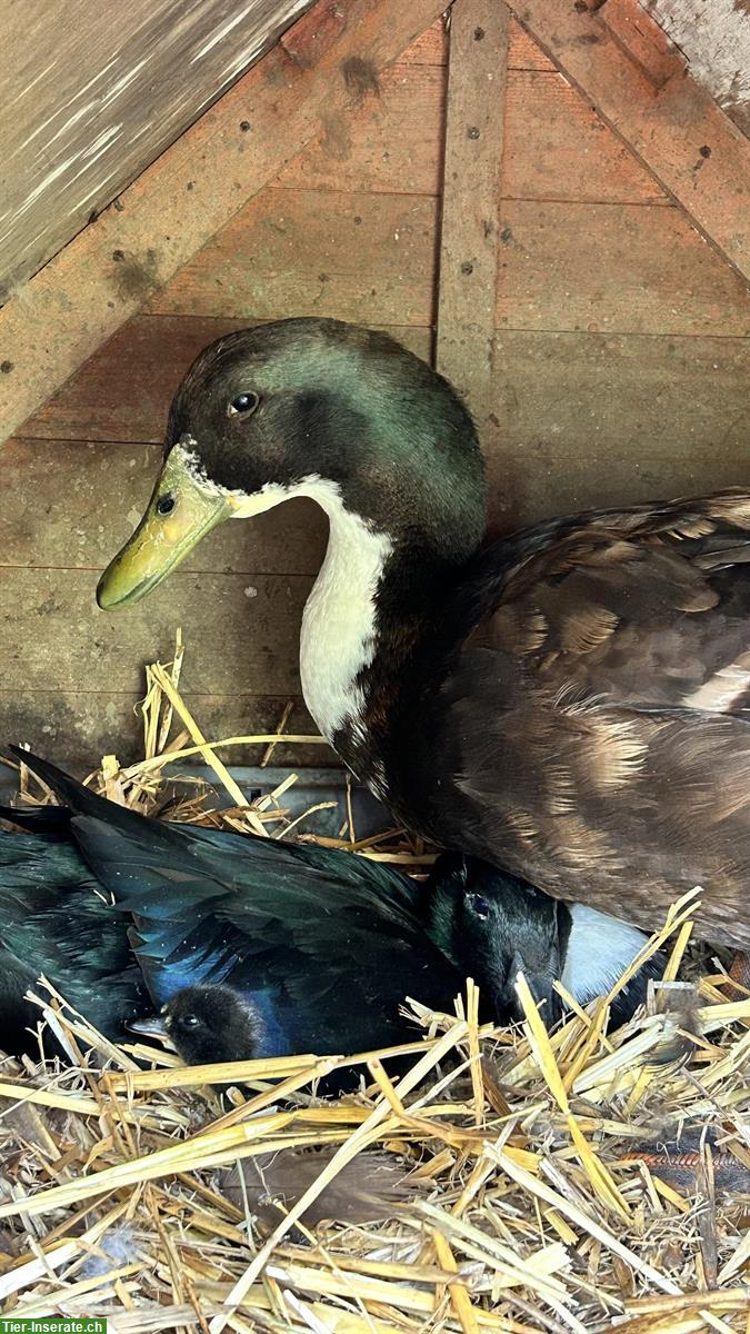 Pommernenten Weibchen GESUCHT