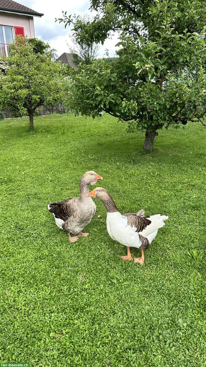 Bild 2: Pommernenten Weibchen GESUCHT