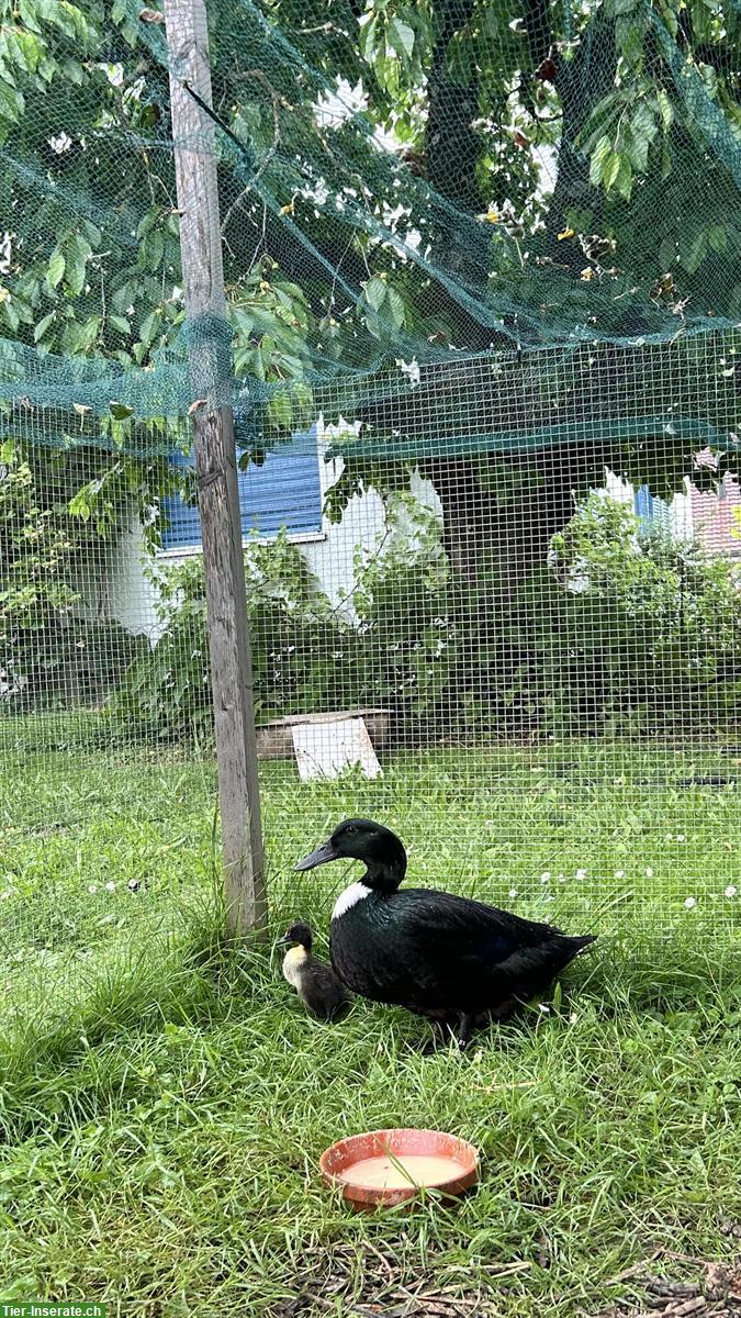 Bild 3: Pommernenten Weibchen GESUCHT