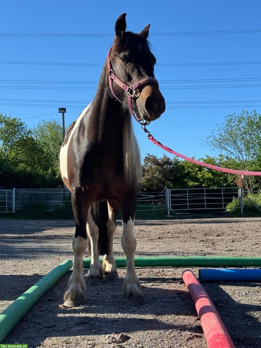 Tinker Mix Pony Stute, 3-jährig, ca 1.36m