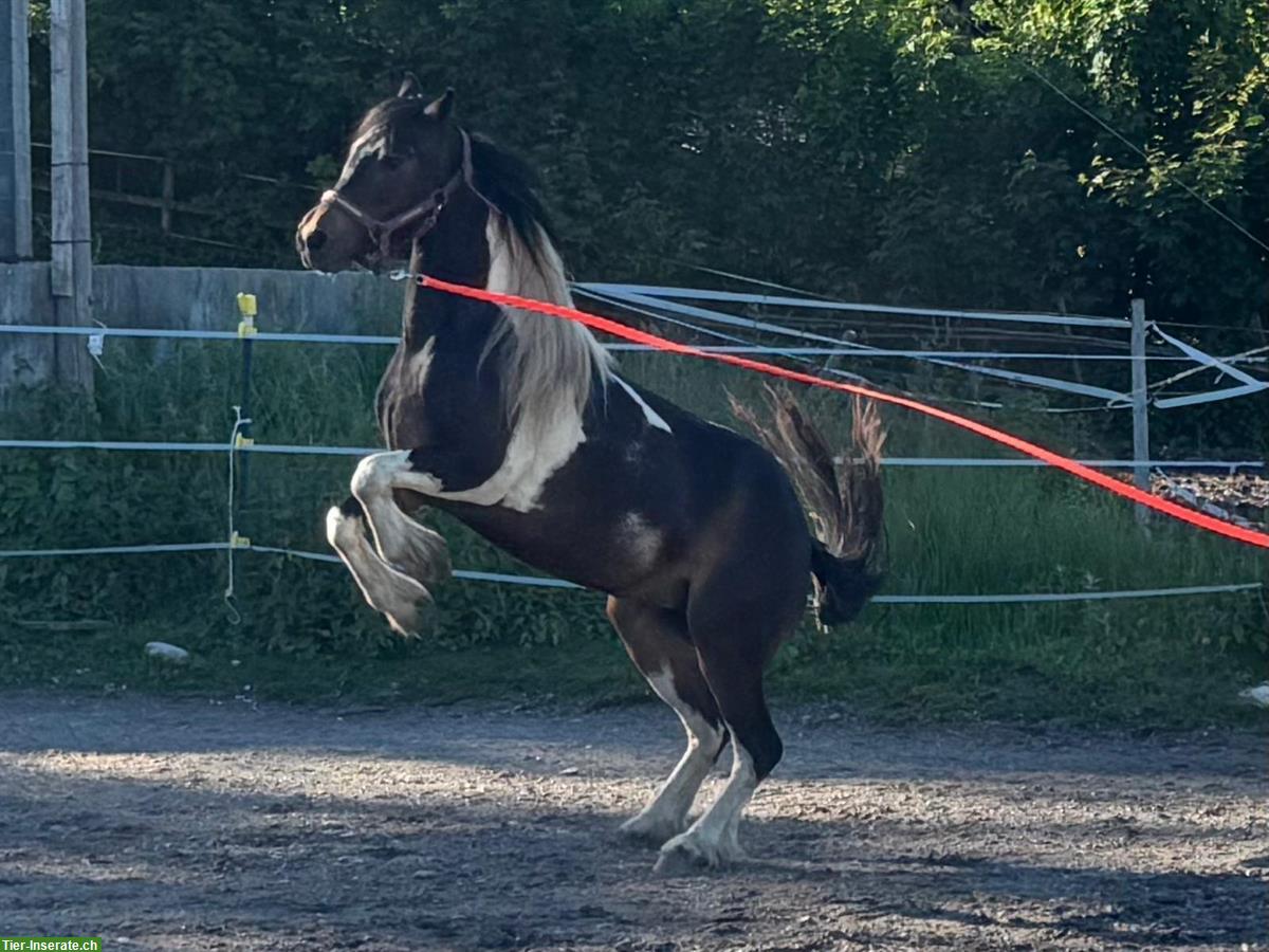 Bild 2: Tinker Mix Pony Stute, 3-jährig, ca 1.36m