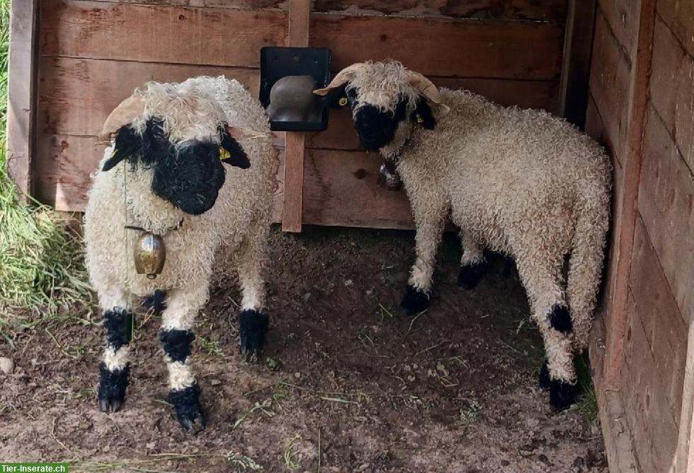 2 Walliser Schwarznasen Widder zum Tauschen