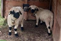 2 Walliser Schwarznasen Widder zum Tauschen