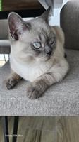 BKH Kater Black & White suchen Zuhause