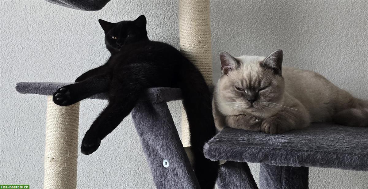 Bild 3: BKH Kater Black & White