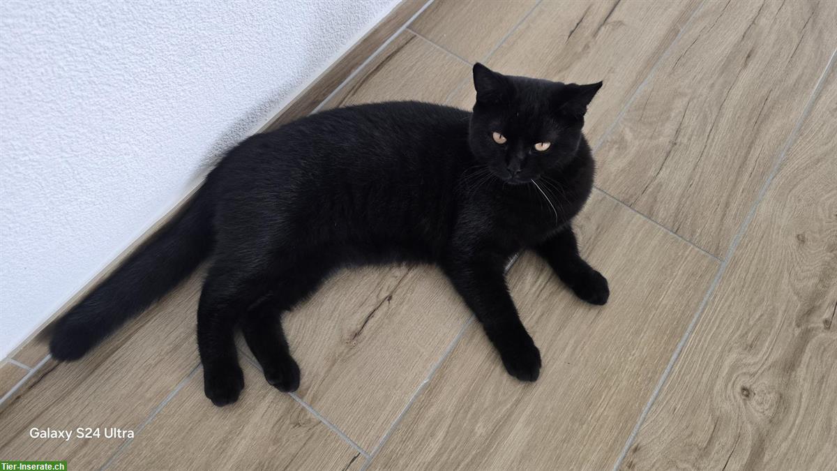 Bild 4: BKH Kater Black & White