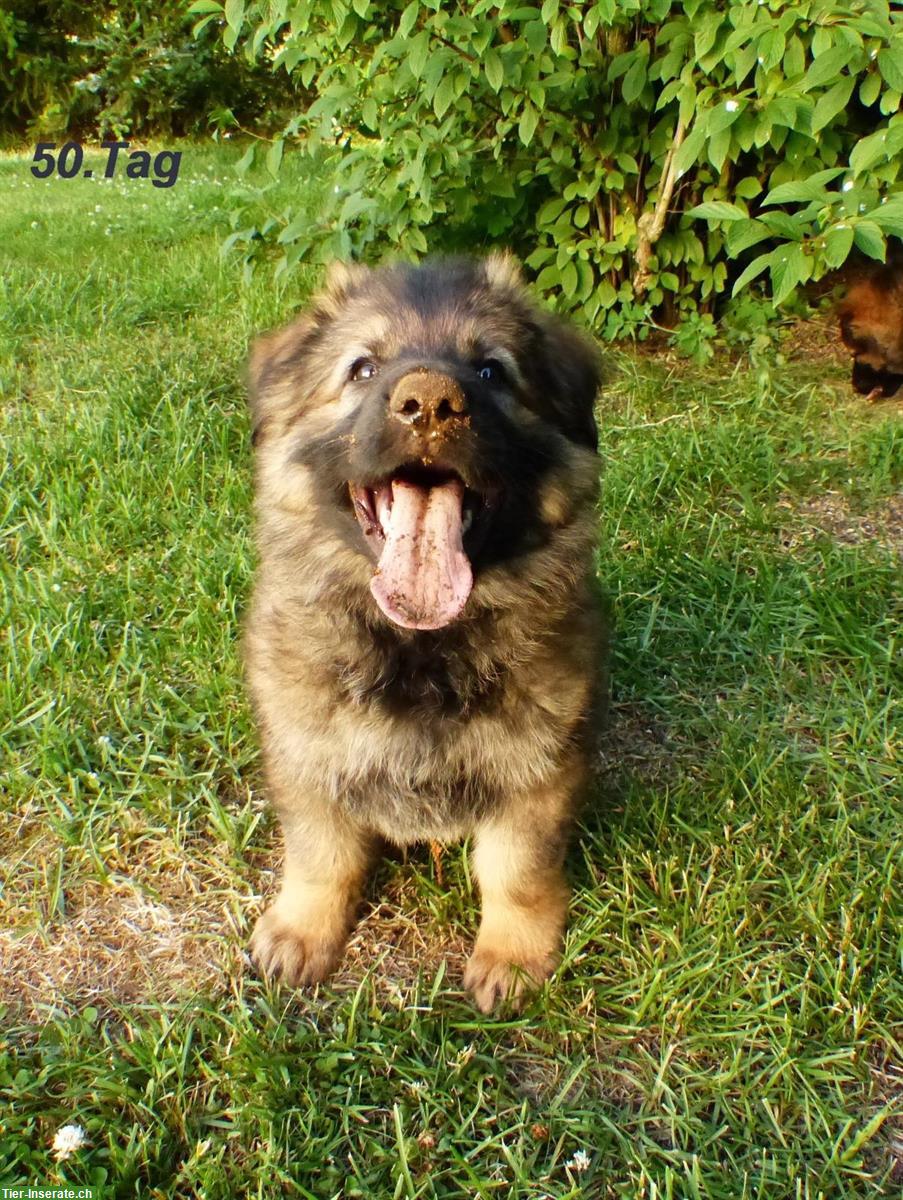 Il mio migliore amico | Hundeerziehung & Dogsitting mit Herz