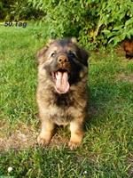 Il mio migliore amico | Hundeerziehung & Dogsitting mit Herz