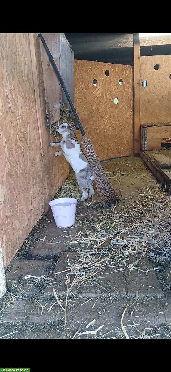 Zwerggeissli Böckli sucht neues Zuhause
