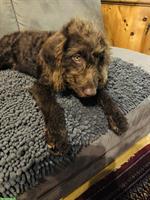 Junger Labradoodle Rüde, medium braun