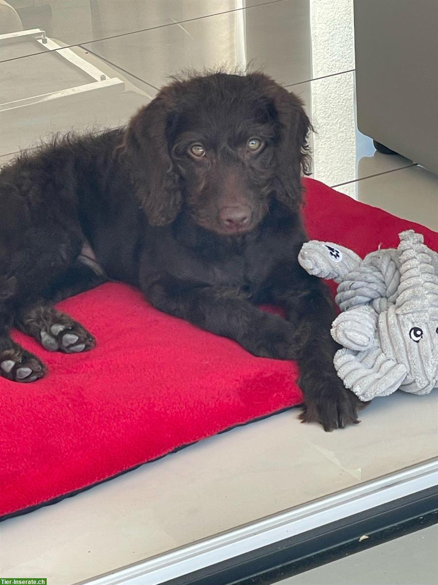 Bild 2: Junger Labradoodle Rüde, medium braun