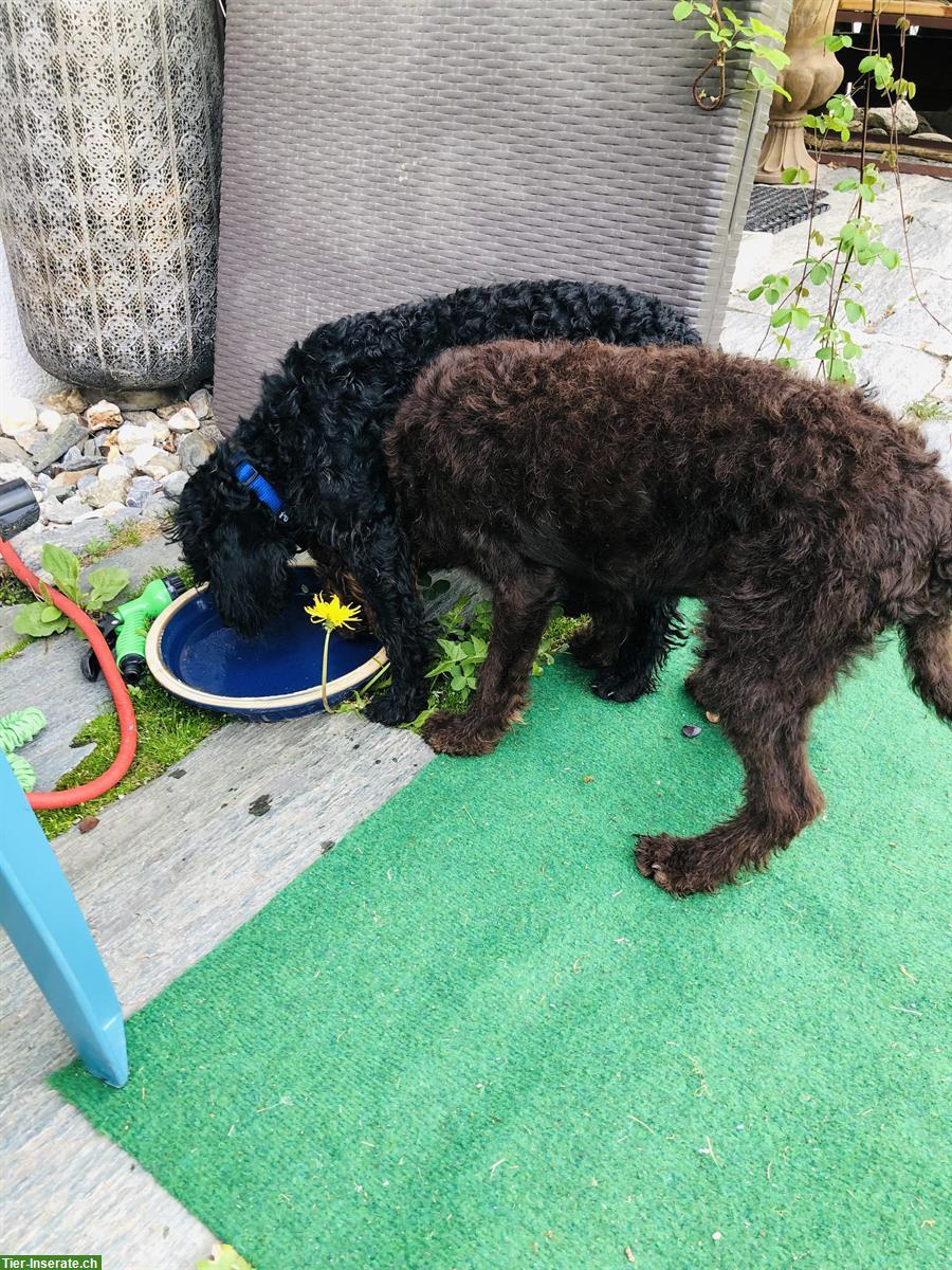Bild 3: Junger Labradoodle Rüde, medium braun